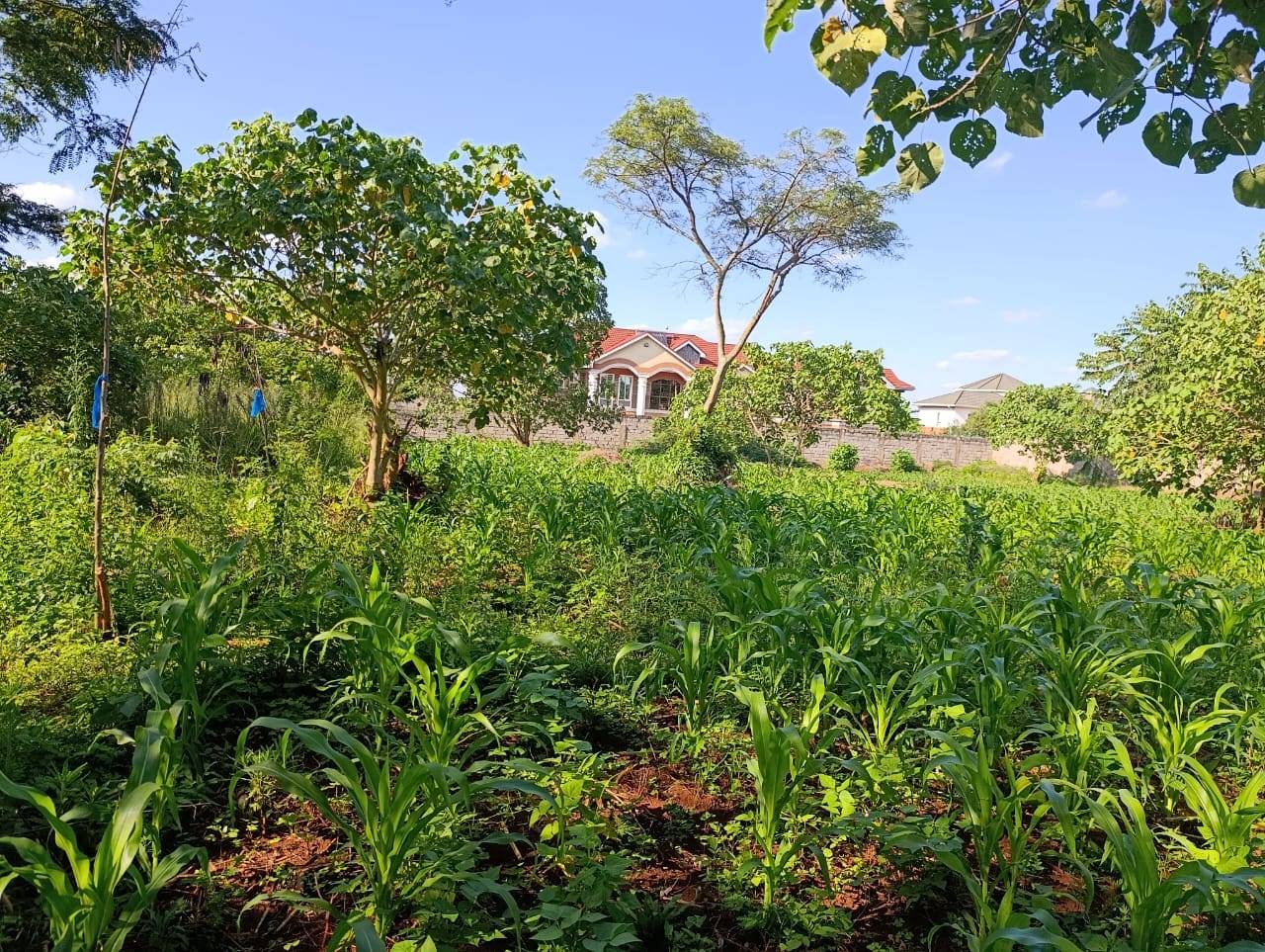 Plot Buy in runda, Nairobi