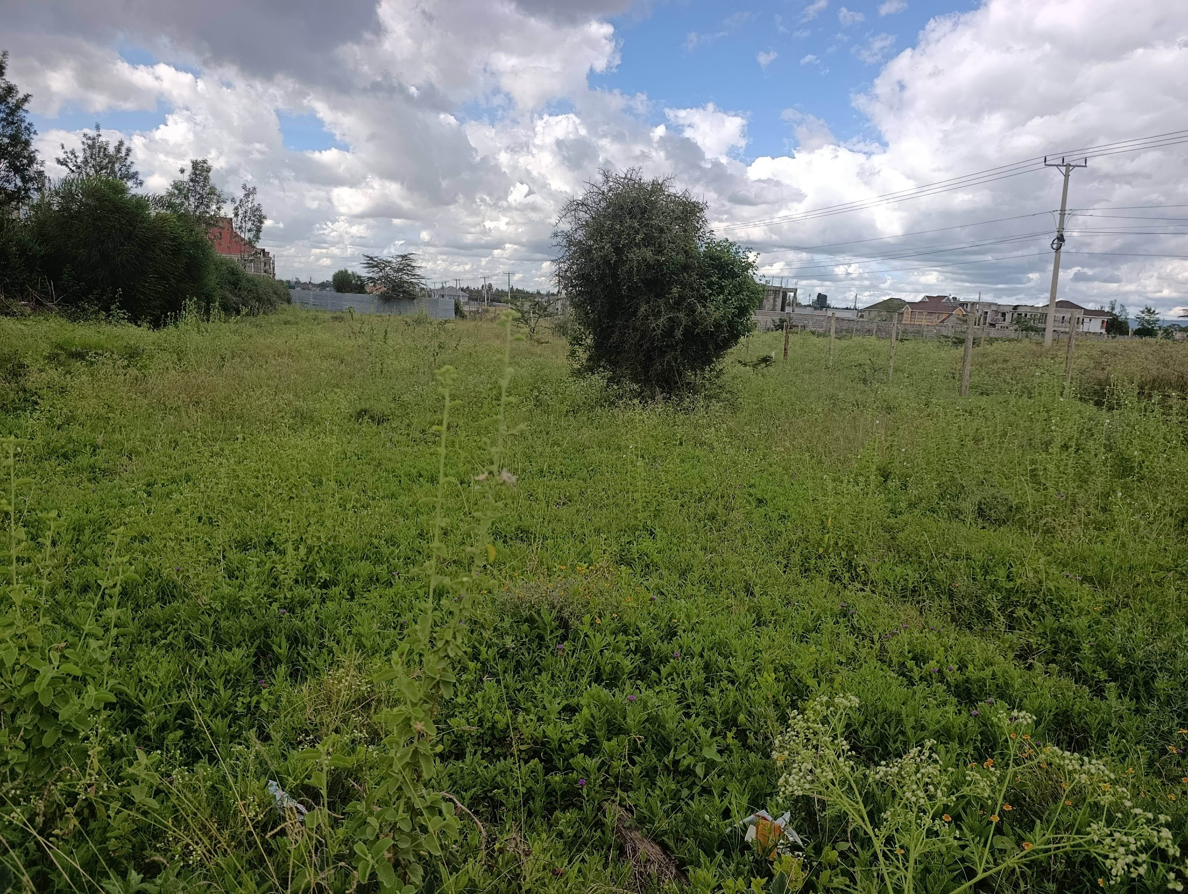 2000  Acres Tea farm
